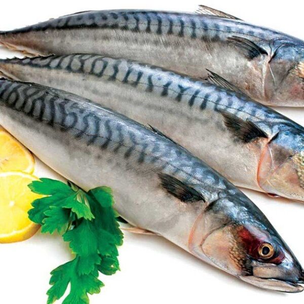 Cá Thu NaUy (SABA NAUY)