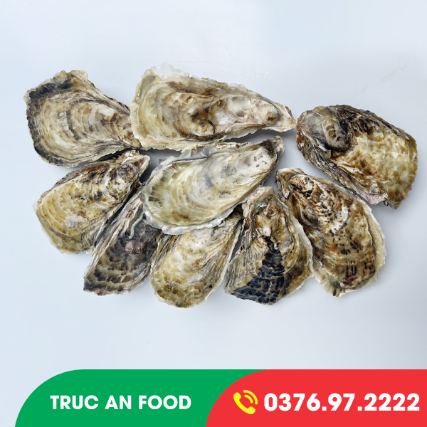 Hàu HYOGO SSM (KAKI SSM)